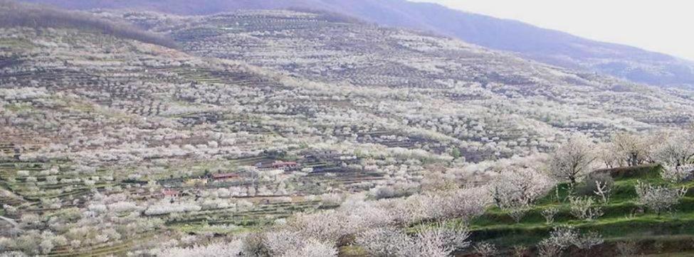 Casa Rural El Campanario Jerte Bagian luar foto